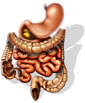 Der Magen Darm Trakt des Menschen in skizzenhafter Abbildung